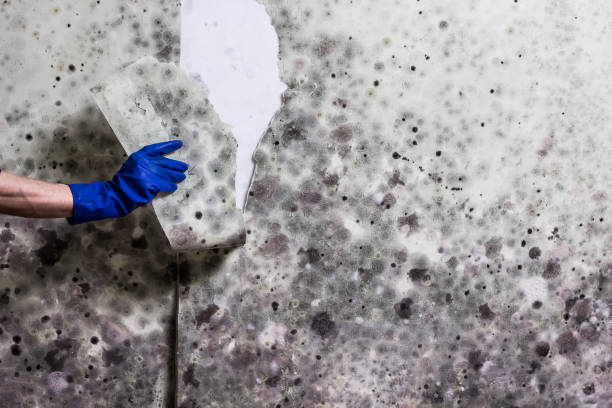 Best Black Mold Remediation in Dover Beaches North, NJ